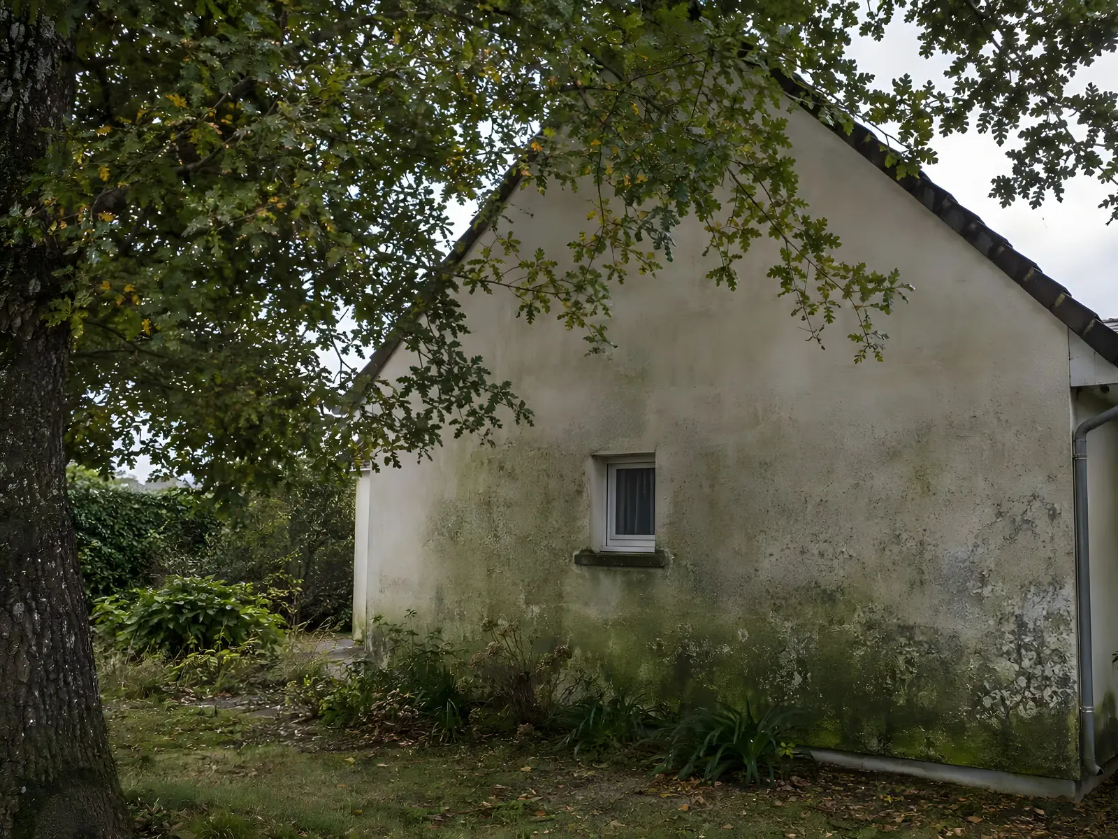 Pignon d’une petite maison sous un grand arbre, enduit blanc envahi de taches vertes et noires d’humidité